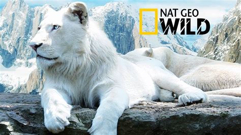 national geography chanel|free full national geographic documentaries.